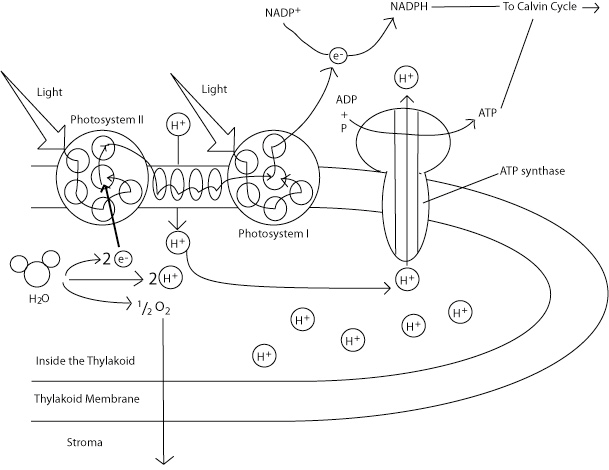 Light Reactions Diagram
